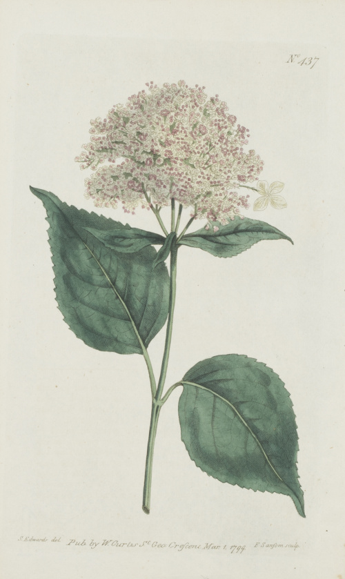 WILLIAM CURTIS (1746-1799)Flores: “Oxybaphus Viscosus”, “H