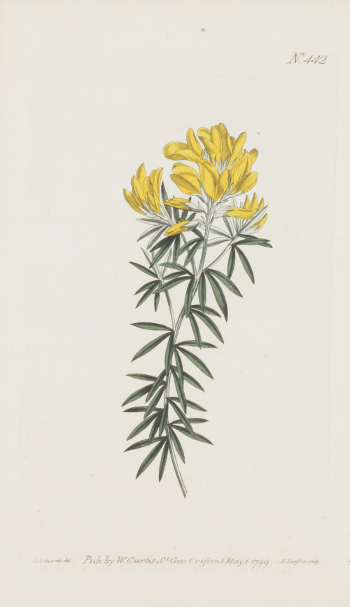 WILLIAM CURTIS (1746-1799)Flores: “Oxybaphus Viscosus”, “H