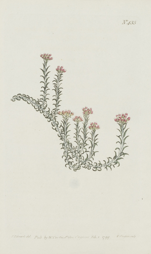 WILLIAM CURTIS (1746-1799)Flores: “Oxybaphus Viscosus”, “H