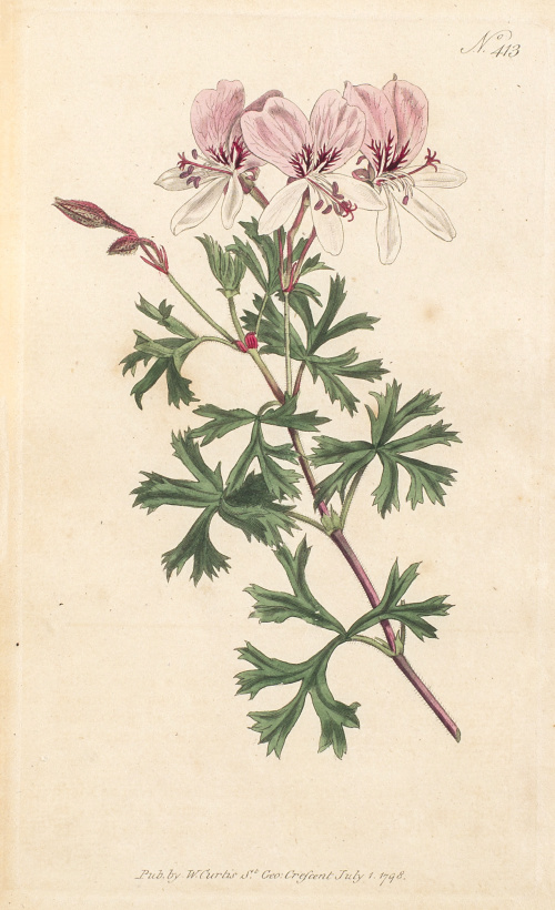 WILLIAM CURTIS (1746-1799)Flores: “Nº401, Lavandula Pinn  