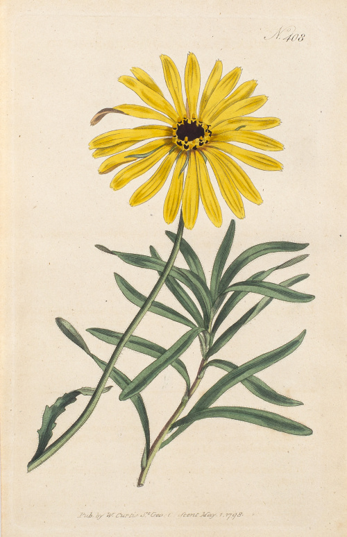 WILLIAM CURTIS (1746-1799)Flores: “Nº401, Lavandula Pinn  
