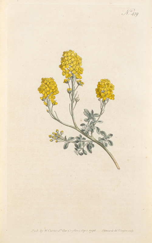 WILLIAM CURTIS (1746-1799)Flores: “Nº401, Lavandula Pinn  