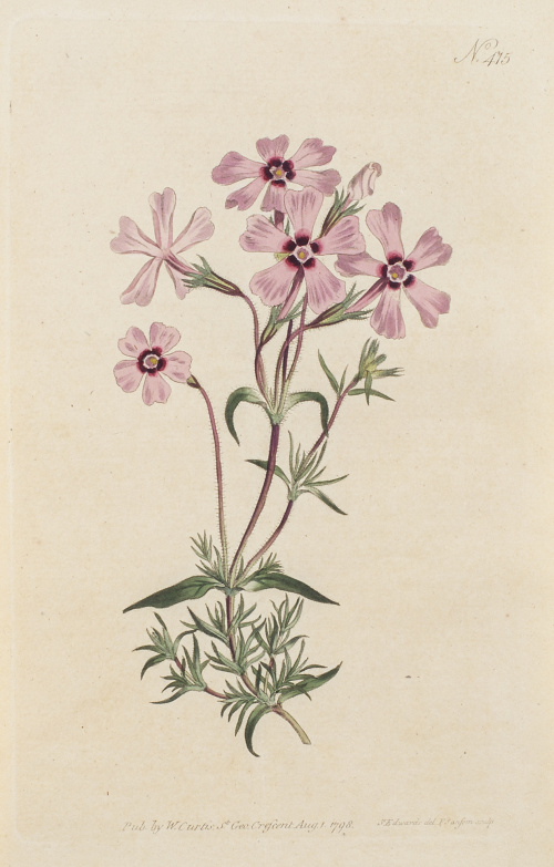 WILLIAM CURTIS (1746-1799)Flores: “Nº 475, Pultenaea Stipu