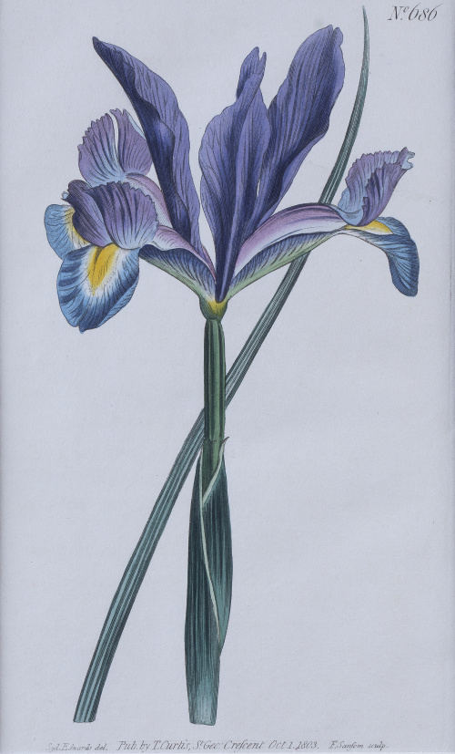 WILLIAM CURTIS (1746 - 1799).Flores: “Iris Xiphium”, “Sile