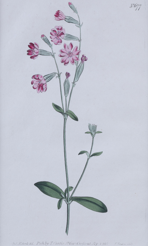 WILLIAM CURTIS (1746 - 1799).Flores: “Iris Xiphium”, “Sile