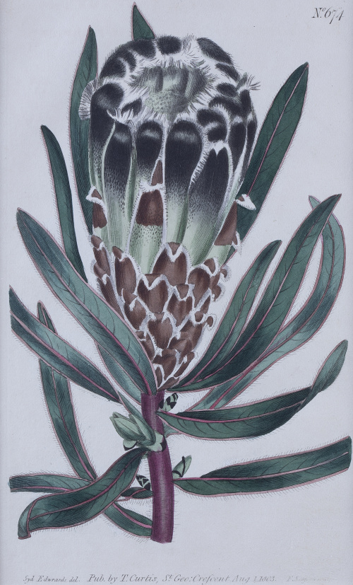 WILLIAM CURTIS (1746 - 1799)Flores: “Iris Florentina”, “An