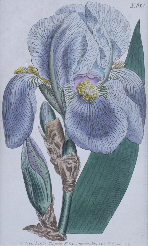 WILLIAM CURTIS (1746 - 1799)Flores: “Iris Pallida”, “Babia