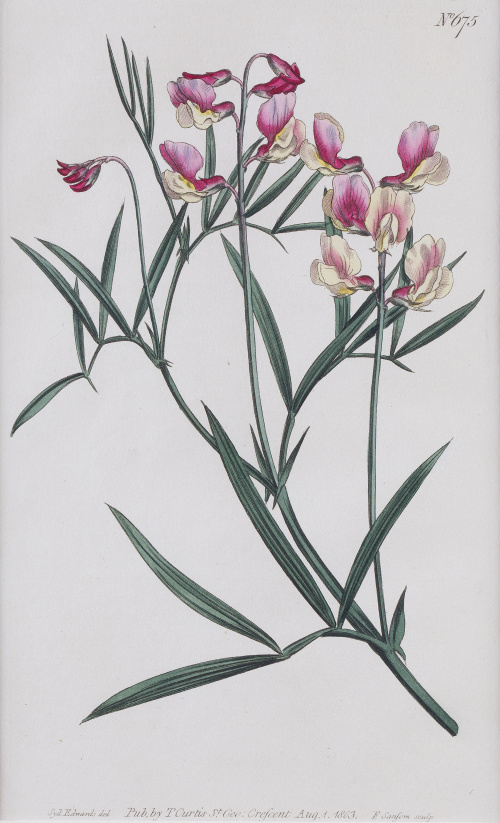 WILLIAM CURTIS (1746 - 1799)Flores: “Iris Pallida”, “Babia