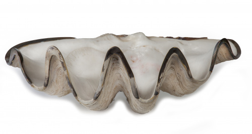 Tridacna gigas o concha de los mares del sur.