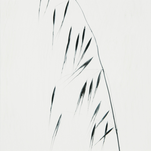 MANEL ARMENGOL (Badalona, 1949)Sin título (Serie Herbarium