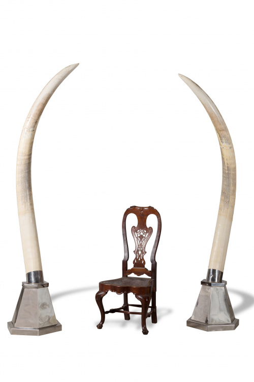 Pareja de colmillos de marfil, montados sobre bases de meta