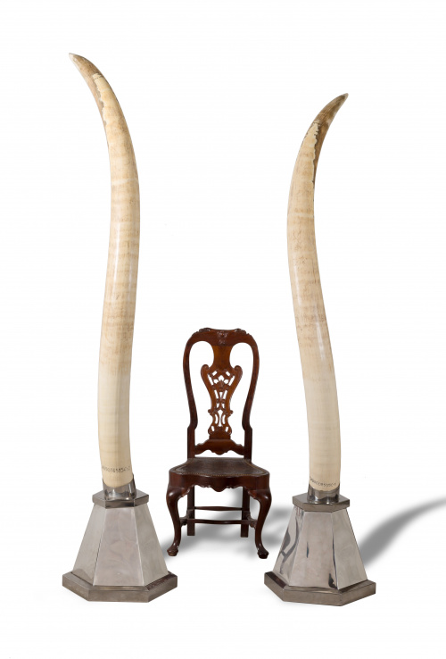 Pareja de colmillos de marfil, montados sobre bases de meta