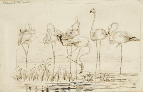 COLECCIÓN DE 54 DIBUJOS ORIGINALES DE ABEL CHAPMAN (1851-192