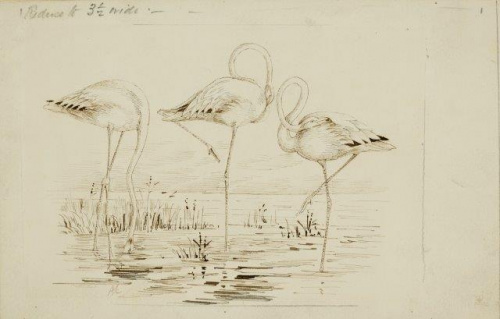 COLECCIÓN DE 54 DIBUJOS ORIGINALES DE ABEL CHAPMAN (1851-192