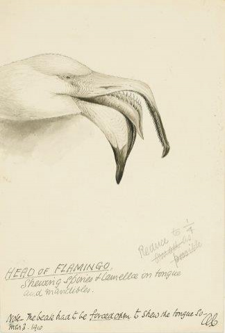 COLECCIÓN DE 54 DIBUJOS ORIGINALES DE ABEL CHAPMAN (1851-192
