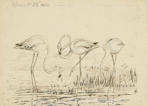 COLECCIÓN DE 54 DIBUJOS ORIGINALES DE ABEL CHAPMAN (1851-192