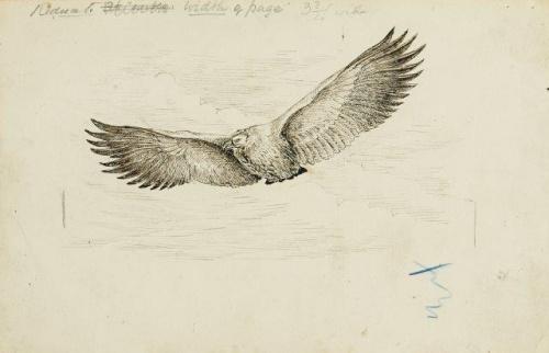 COLECCIÓN DE 54 DIBUJOS ORIGINALES DE ABEL CHAPMAN (1851-192