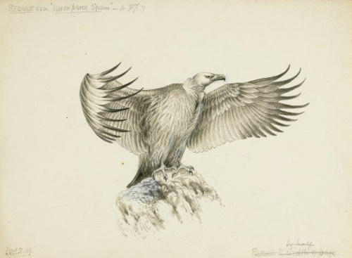 COLECCIÓN DE 54 DIBUJOS ORIGINALES DE ABEL CHAPMAN (1851-192