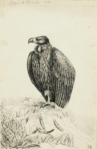 COLECCIÓN DE 54 DIBUJOS ORIGINALES DE ABEL CHAPMAN (1851-192