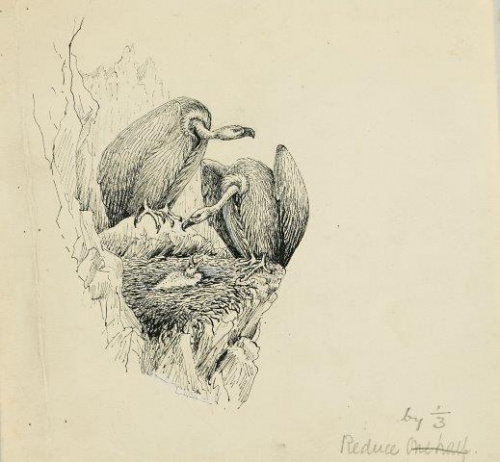 COLECCIÓN DE 54 DIBUJOS ORIGINALES DE ABEL CHAPMAN (1851-192