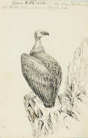 COLECCIÓN DE 54 DIBUJOS ORIGINALES DE ABEL CHAPMAN (1851-192