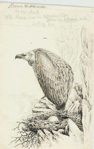 COLECCIÓN DE 54 DIBUJOS ORIGINALES DE ABEL CHAPMAN (1851-192