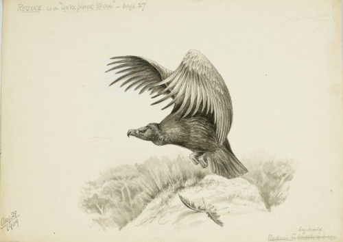 COLECCIÓN DE 54 DIBUJOS ORIGINALES DE ABEL CHAPMAN (1851-192