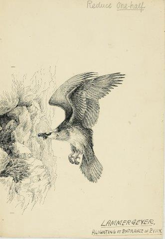 COLECCIÓN DE 54 DIBUJOS ORIGINALES DE ABEL CHAPMAN (1851-192