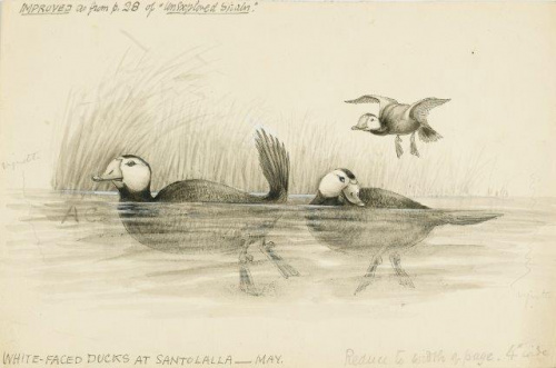 COLECCIÓN DE 54 DIBUJOS ORIGINALES DE ABEL CHAPMAN (1851-192