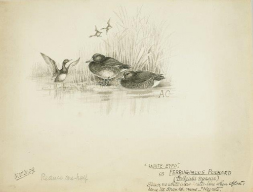 COLECCIÓN DE 54 DIBUJOS ORIGINALES DE ABEL CHAPMAN (1851-192