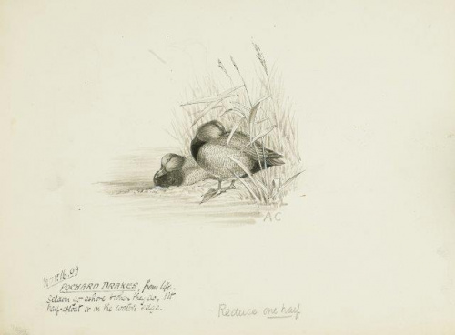 COLECCIÓN DE 54 DIBUJOS ORIGINALES DE ABEL CHAPMAN (1851-192