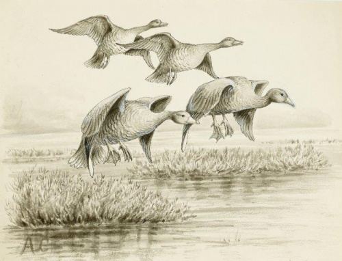 COLECCIÓN DE 54 DIBUJOS ORIGINALES DE ABEL CHAPMAN (1851-192