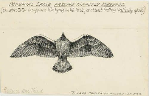 COLECCIÓN DE 54 DIBUJOS ORIGINALES DE ABEL CHAPMAN (1851-192