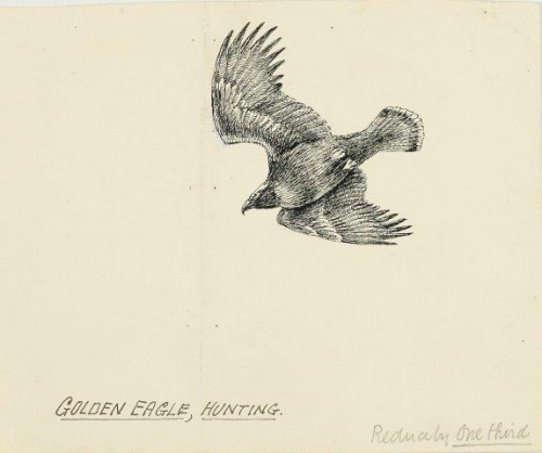 COLECCIÓN DE 54 DIBUJOS ORIGINALES DE ABEL CHAPMAN (1851-192