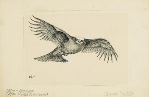 COLECCIÓN DE 54 DIBUJOS ORIGINALES DE ABEL CHAPMAN (1851-192