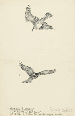 COLECCIÓN DE 54 DIBUJOS ORIGINALES DE ABEL CHAPMAN (1851-192