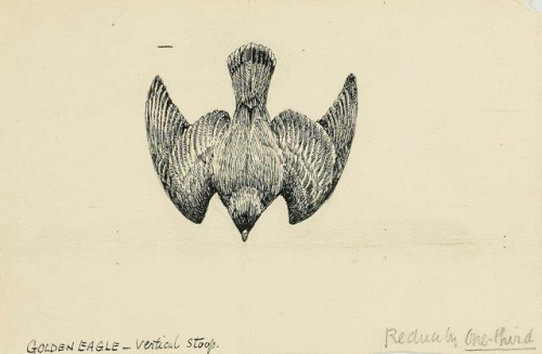 COLECCIÓN DE 54 DIBUJOS ORIGINALES DE ABEL CHAPMAN (1851-192