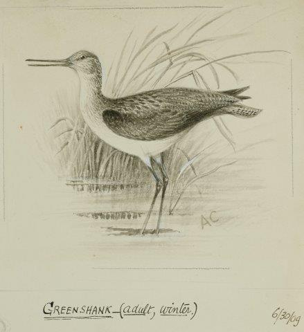 COLECCIÓN DE 54 DIBUJOS ORIGINALES DE ABEL CHAPMAN (1851-192