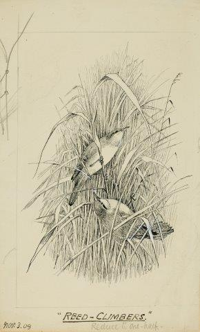 COLECCIÓN DE 54 DIBUJOS ORIGINALES DE ABEL CHAPMAN (1851-192