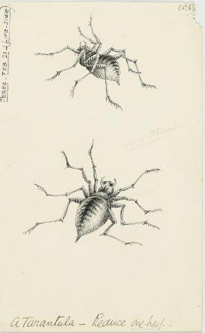 COLECCIÓN DE 54 DIBUJOS ORIGINALES DE ABEL CHAPMAN (1851-192