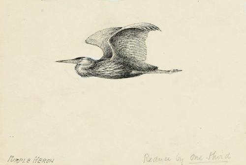 COLECCIÓN DE 54 DIBUJOS ORIGINALES DE ABEL CHAPMAN (1851-192