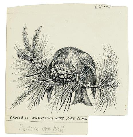 COLECCIÓN DE 54 DIBUJOS ORIGINALES DE ABEL CHAPMAN (1851-192