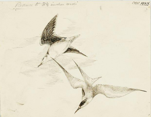 COLECCIÓN DE 54 DIBUJOS ORIGINALES DE ABEL CHAPMAN (1851-192