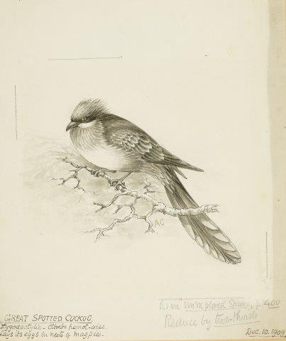 COLECCIÓN DE 54 DIBUJOS ORIGINALES DE ABEL CHAPMAN (1851-192