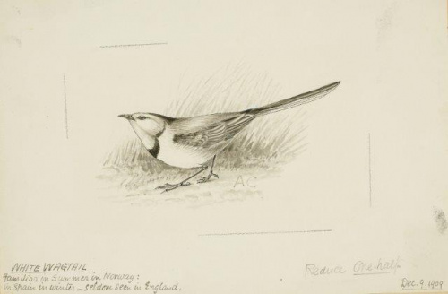 COLECCIÓN DE 54 DIBUJOS ORIGINALES DE ABEL CHAPMAN (1851-192