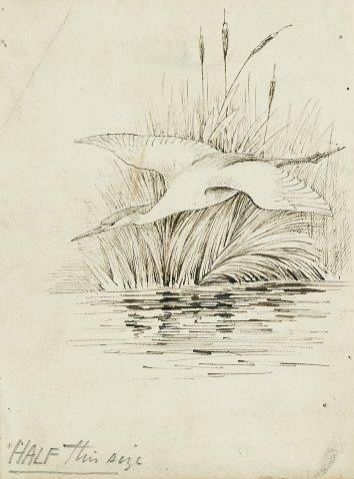 COLECCIÓN DE 54 DIBUJOS ORIGINALES DE ABEL CHAPMAN (1851-192