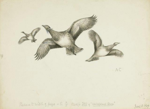 COLECCIÓN DE 54 DIBUJOS ORIGINALES DE ABEL CHAPMAN (1851-192