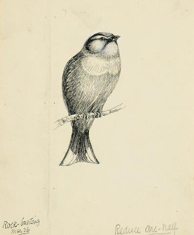 COLECCIÓN DE 54 DIBUJOS ORIGINALES DE ABEL CHAPMAN (1851-192