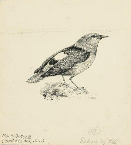 COLECCIÓN DE 54 DIBUJOS ORIGINALES DE ABEL CHAPMAN (1851-192