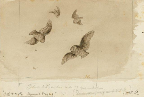 COLECCIÓN DE 54 DIBUJOS ORIGINALES DE ABEL CHAPMAN (1851-192